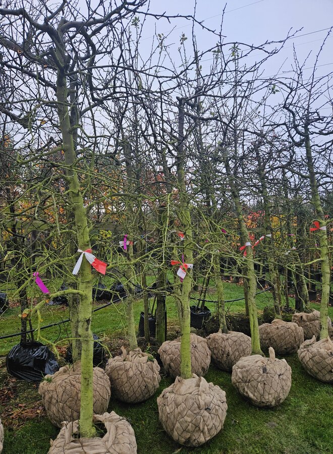 Oude Pruimenboom |  Prunus dom. Victoria