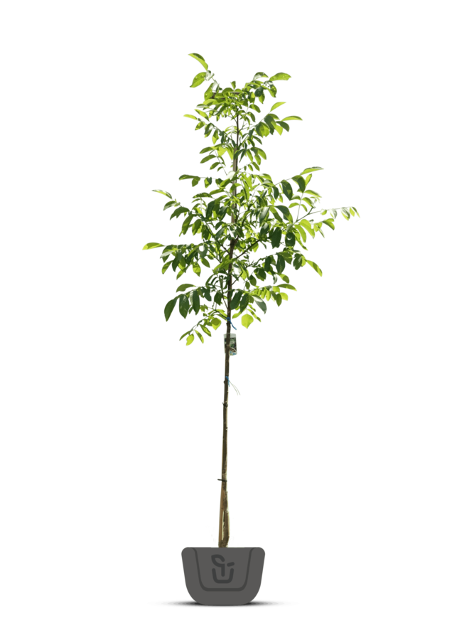 Walnoot | Juglans r. 'Coenen