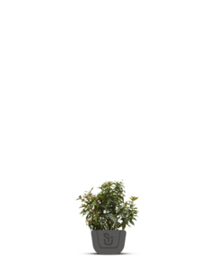 Viburnum bodnantense 'Charles Lamont'