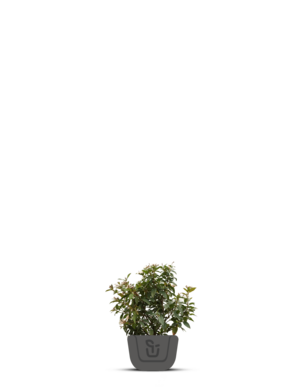 Viburnum bodnantense 'Charles Lamont'