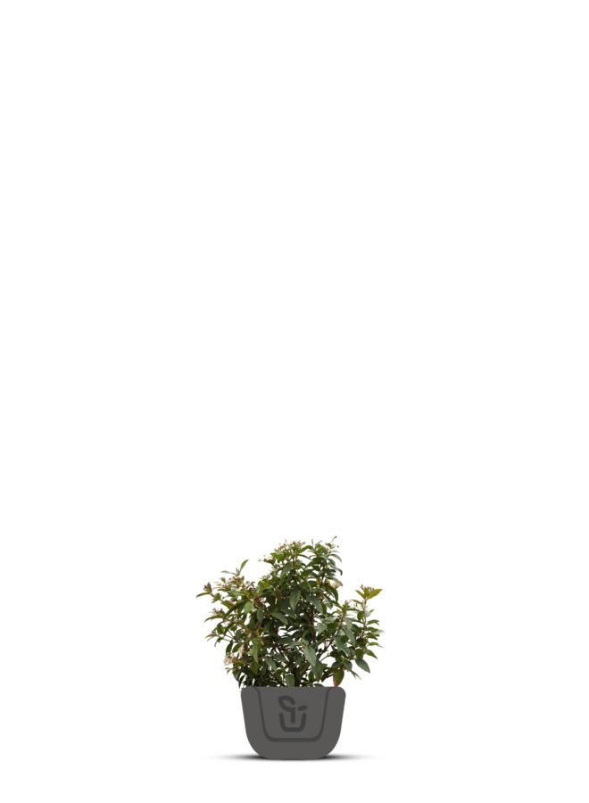 Viburnum bodnantense 'Charles Lamont'