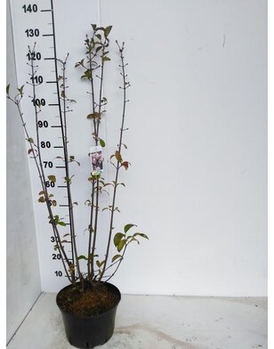 Viburnum bodnantense 'Charles Lamont'