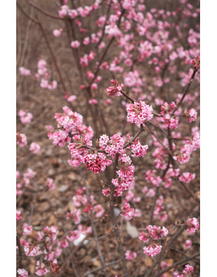 Viburnum bodnantense 'Charles Lamont'