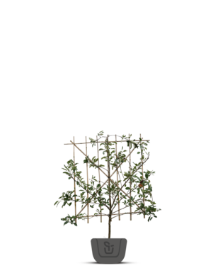 Lei-pruimenboom | Prunus domestica Italiaanse Kwets