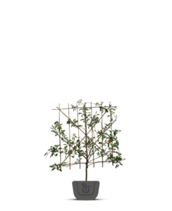 Lei-kersenboom | Prunus avium Mierlose Zwarte