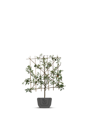 Lei-kersenboom | Prunus avium Morello