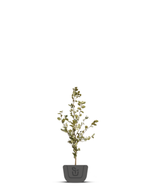 Kant en klare haag van groene beuk | Fagus sylvatica