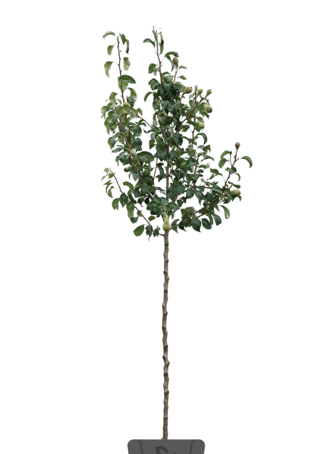 Kweepeer | Cydonia oblonga 'Portugal'