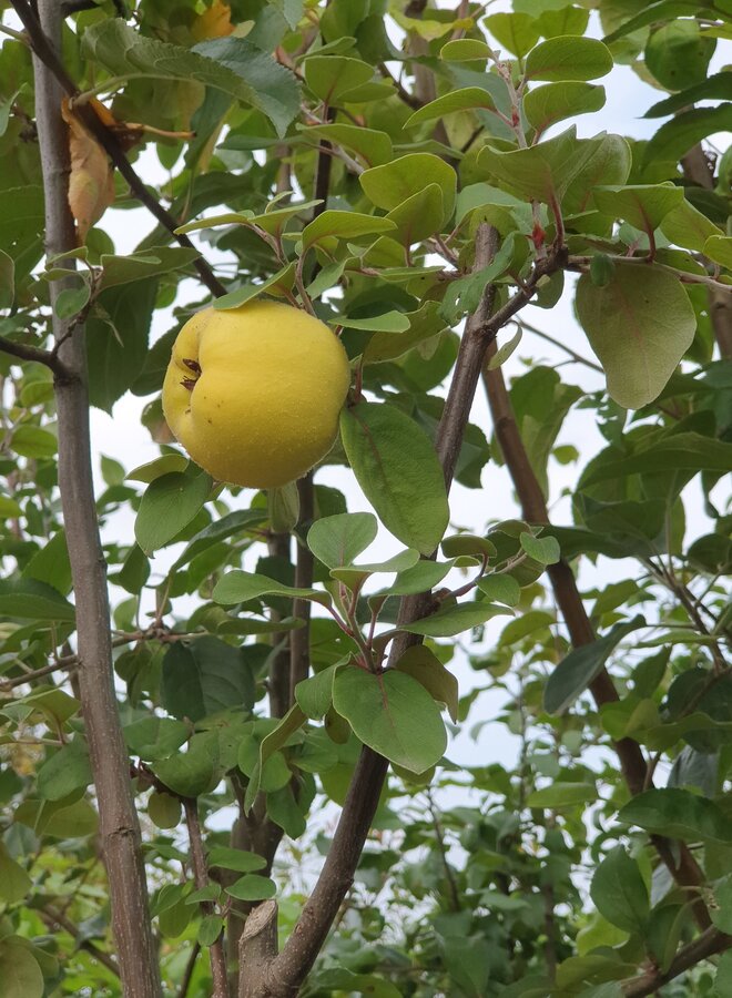 Kweepeer | Cydonia oblonga 'Portugal'