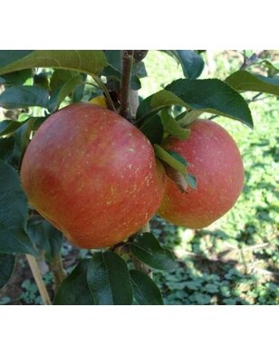 Appelboom | Malus domestica Rewena