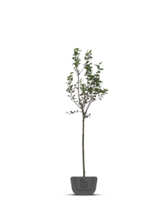 Appelboom | Malus domestica Rewena