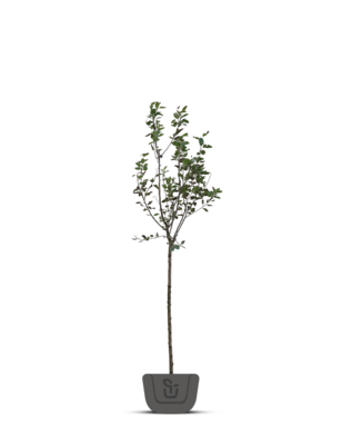 Appelboom | Malus domestica Rewena