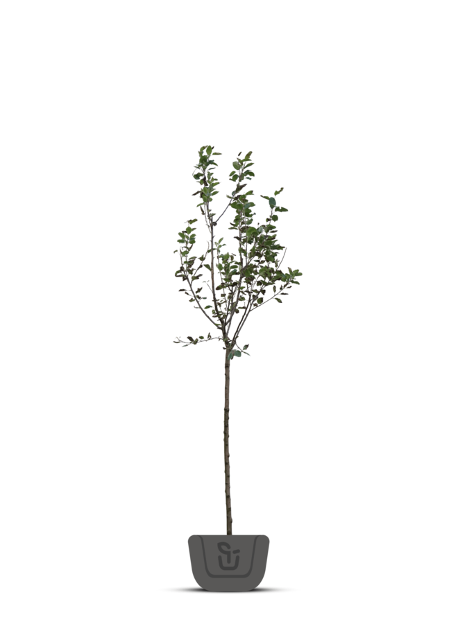 Appelboom | Malus domestica Rewena