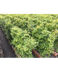 Kant en klare haag groene beuk | Fagus sylvatica