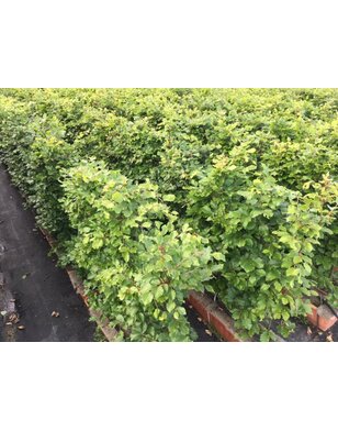 Kant en klare haag van groene beuk | Fagus sylvatica