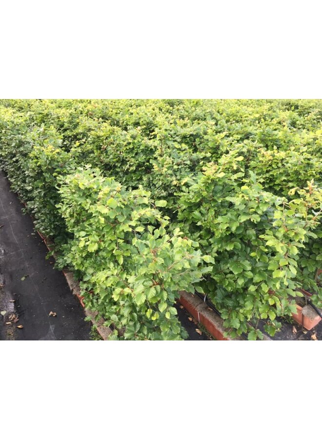 Kant en klare haag groene beuk | Fagus sylvatica
