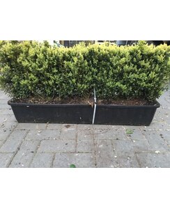 Buxus Sempervirens| Kant en klare haag