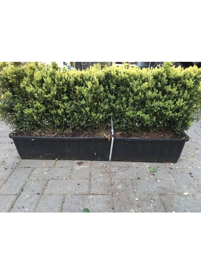 Buxus Sempervirens| Kant en klare haag