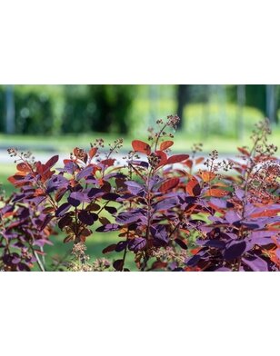 Pruikenboom - Cotinus coggygria 'Royal Purple’