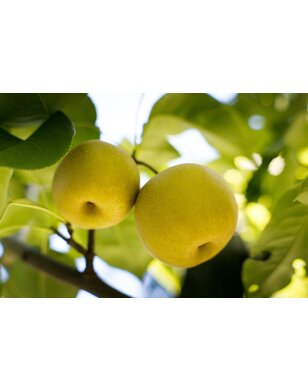 Nashipeer | Pyrus pyrifolia 'Kosui'