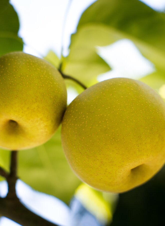 Nashipeer | Pyrus pyrifolia 'Kosui'