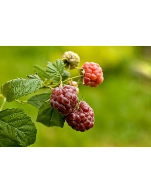 Zomerframboos | Rubus idaeus Glen Coe