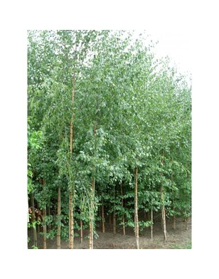 Zwarte Berk | Betula Nigra