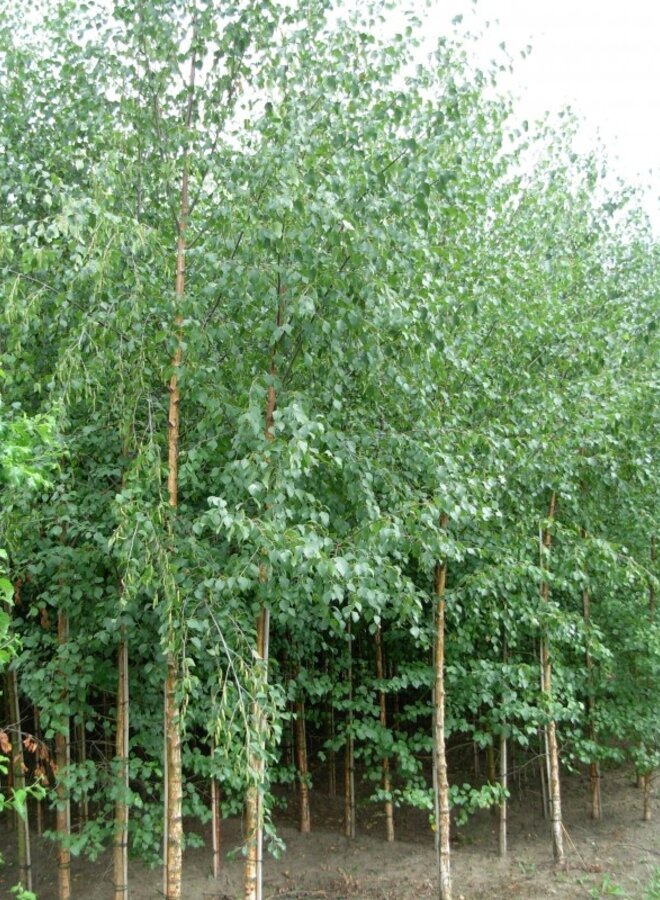 Zwarte Berk | Betula Nigra