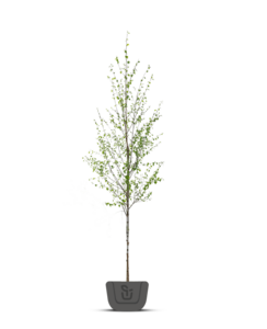 Zwarte Berk | Betula Nigra