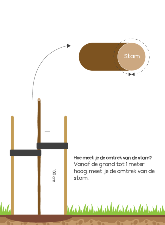 Zwarte Berk | Betula Nigra