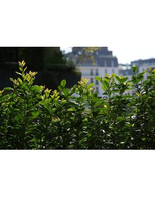 Laurier voor haag | Prunus laurocerasus Caucasica