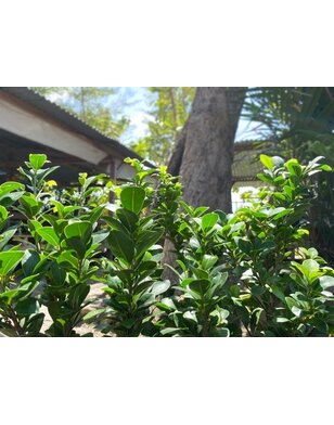 Laurier voor haag | Prunus laurocerasus Rotundifolia