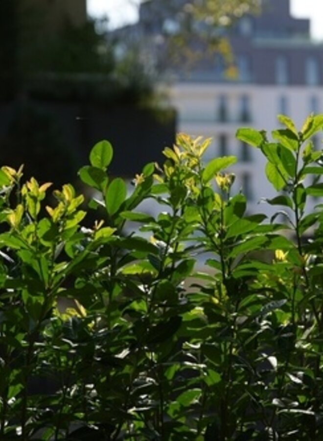 Laurier voor haag | Prunus laurocerasus Herbergii