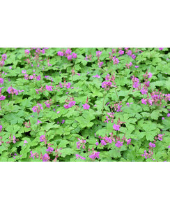 Ooievaarsbek | Geranium macrorrhizum