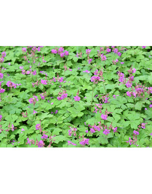 Ooievaarsbek | Geranium macrorrhizum