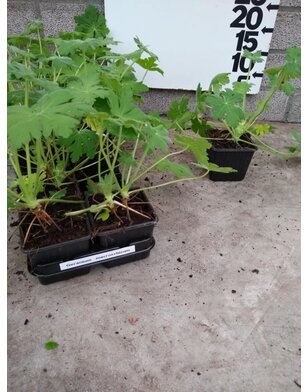 Ooievaarsbek | Geranium macrorrhizum