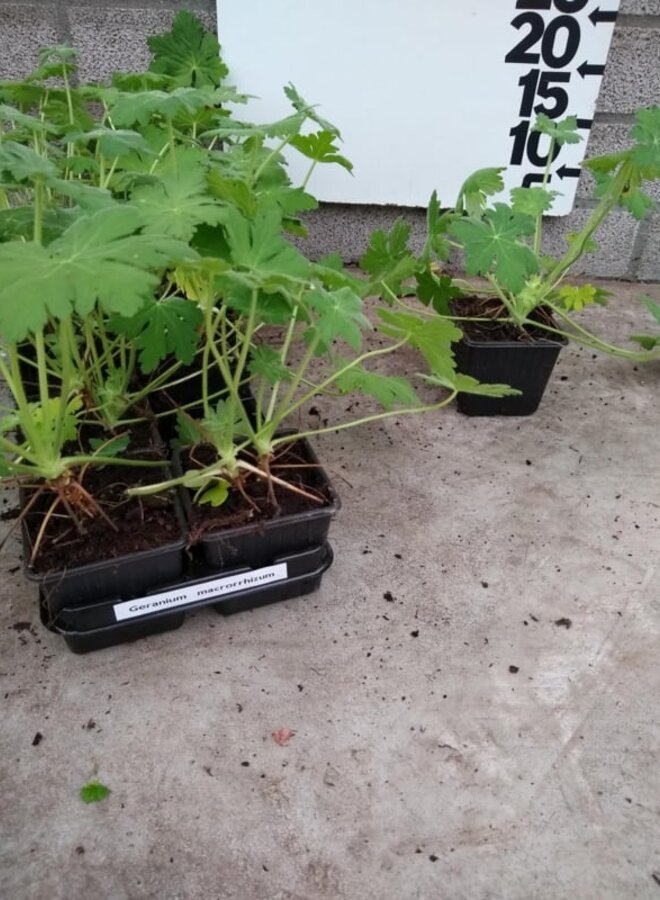 Ooievaarsbek | Geranium macrorrhizum
