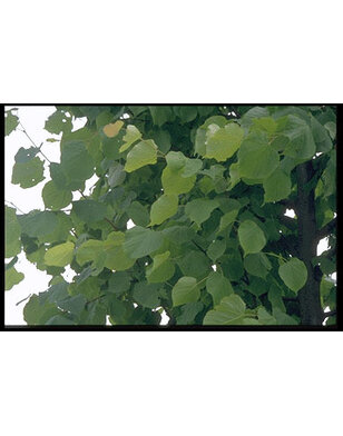 Leilinde | Tilia europea Pallida