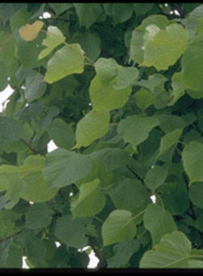 Leilinde | Tilia europea Pallida