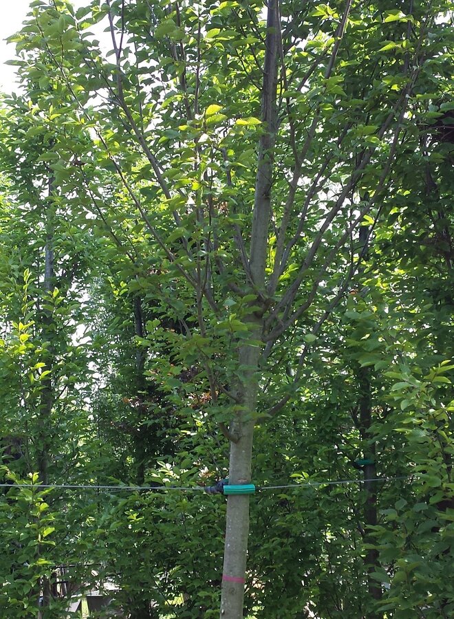 Zuibeuk | Carpinus bet. Frans Fontaine