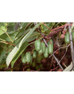Actinidia kolomikta - Sierkiwi
