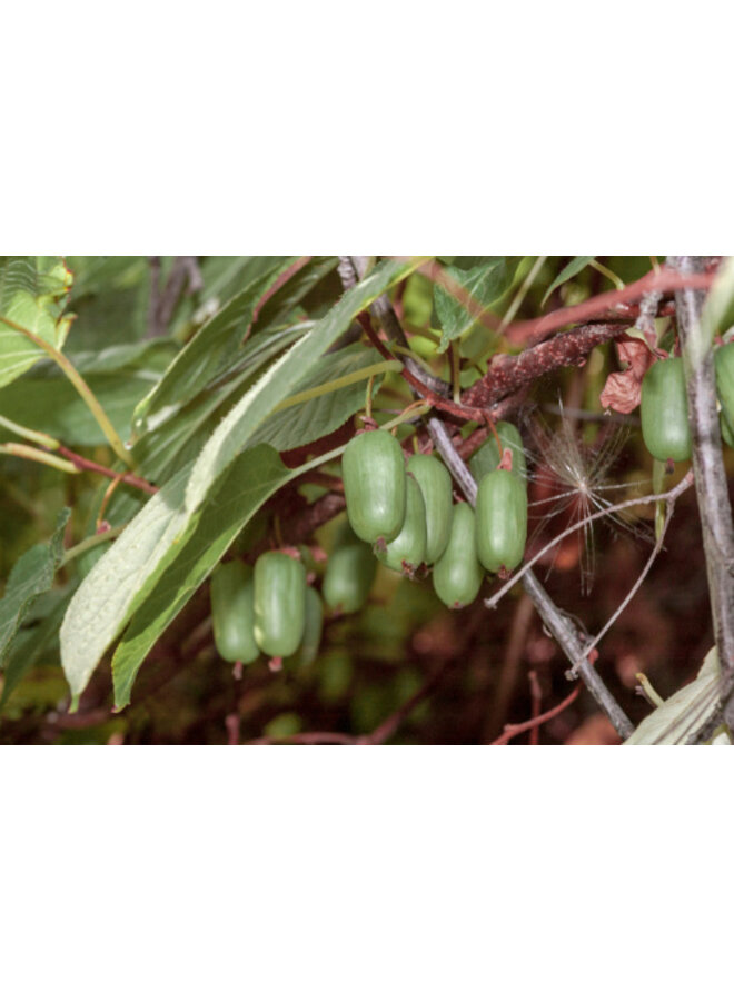 Actinidia kolomikta - Sierkiwi