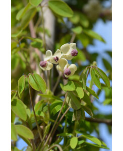 Schijnaugurk - Akebia Quinata Silver Bells
