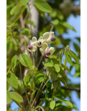 Schijnaugurk - Akebia Quinata Silver Bells