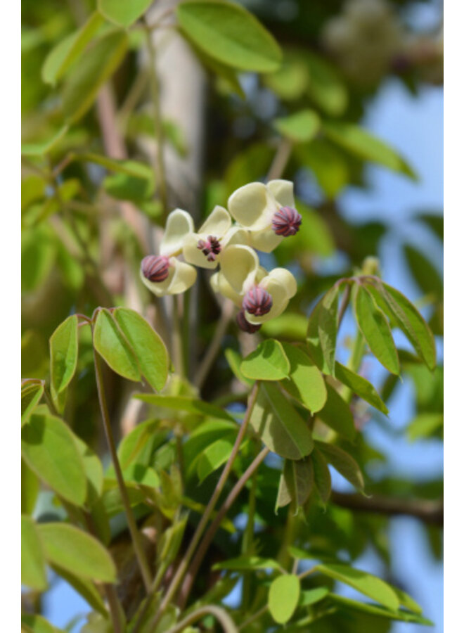 Schijnaugurk - Akebia Quinata Silver Bells