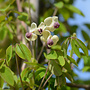 Schijnaugurk - Akebia Quinata Silver Bells