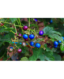 Bonte Wingerd - Ampelopsis glandulosa 'Elegans'