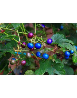 Bonte Wingerd - Ampelopsis glandulosa 'Elegans'