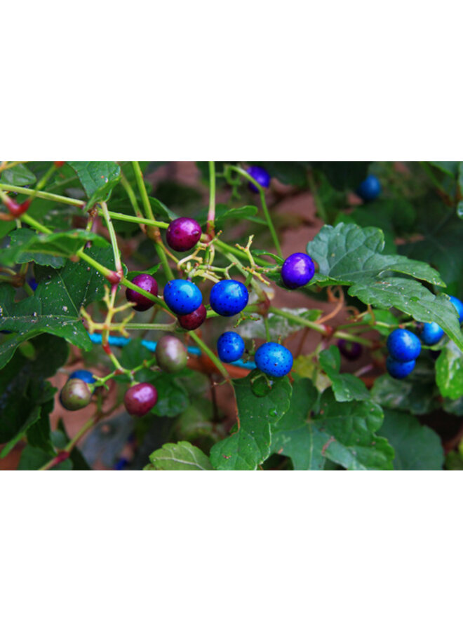 Bonte Wingerd - Ampelopsis glandulosa 'Elegans'