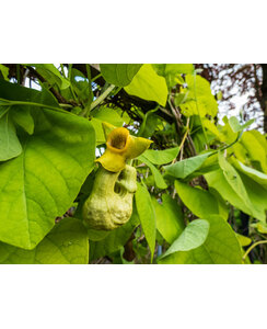 Duitse pijp - Aristolochia macrophylla